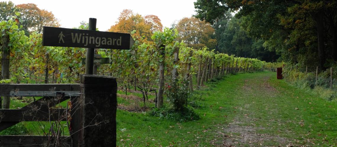 Wijngaard aan de Breede Beek in Nijkerk