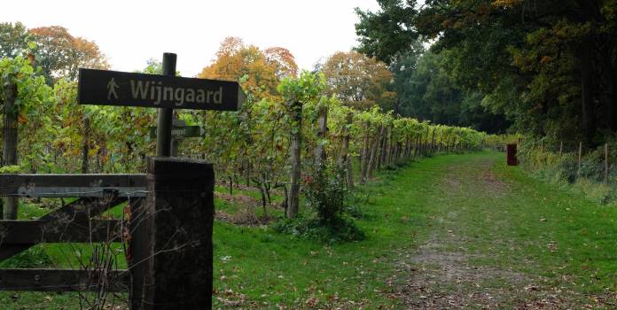 Wijngaard aan de Breede Beek in Nijkerk