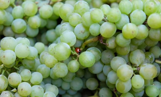 'Vin naturel' de wijn zonder opsmuk
