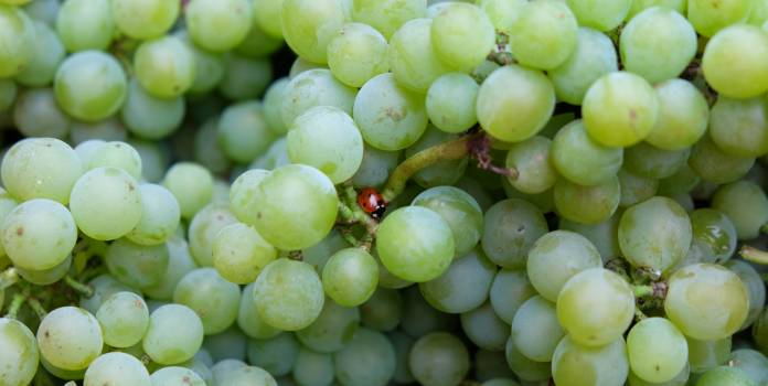 ‘Vin naturel’ de wijn zonder opsmuk